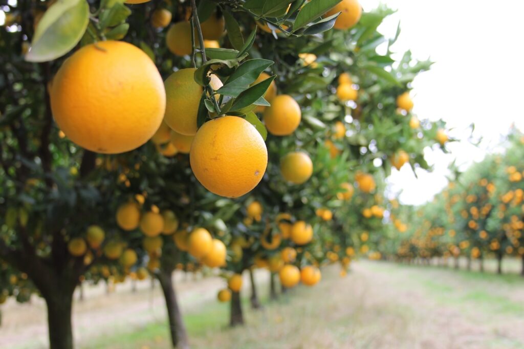 Grove of oranges as metaphor for SEO and low hanging fruit keywords